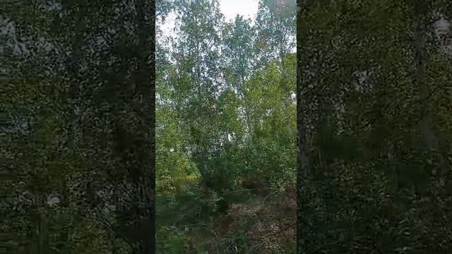 Фәрүәз Урманшин - Һағындым ҡайындарым