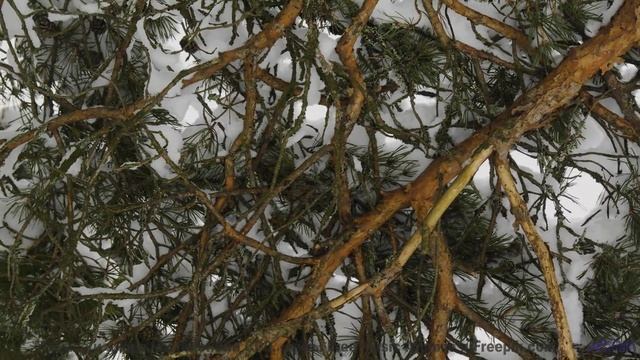 Музыка, которая открывает порталы в другие измерения! - The Quiet Sound Of Disappearing -- Taylor Po