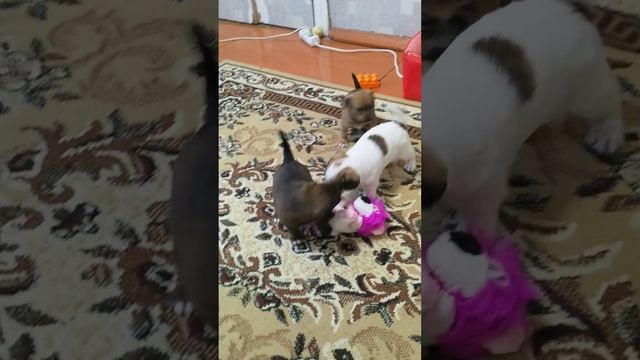 наши щеночки.