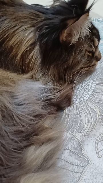 реакция кота на наше отсутствие #животные #сева #зоопарк #котофейка #видосыоткота #cat #веселыекоты