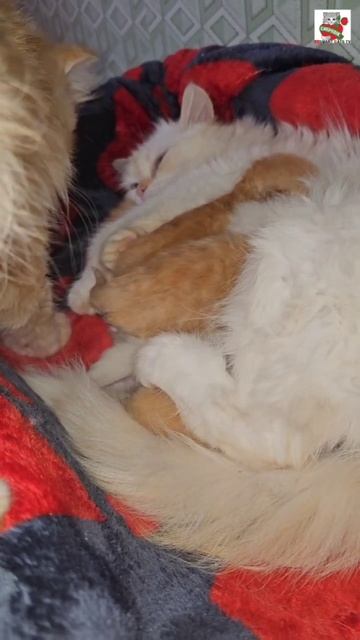 С Добрым утром 🌞😻❤️😽🍼🐈🐈🐈🐈🐈