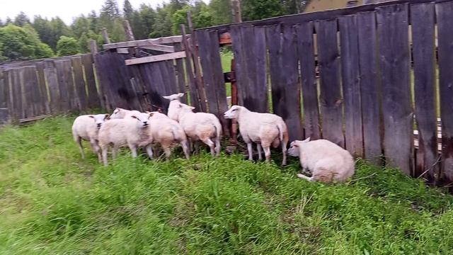 Тексель, племенные баранчики