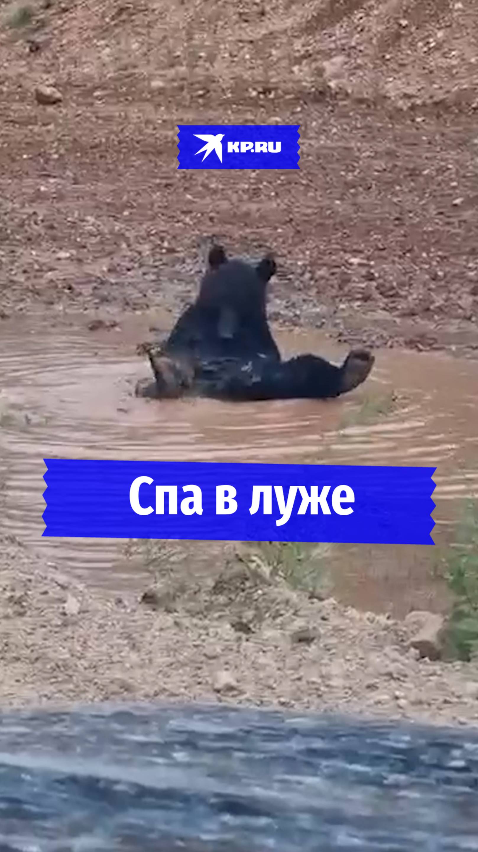 Медведь решил помыться в луже в Витебской области