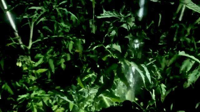 Секрет спасения томатов🍅 после засухи и дождя 🫧