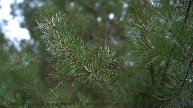 Каждая нота идеально ложится на зелень и небо - Twinkling Lights -- Kirk Osamayo -- Season Two (YELL