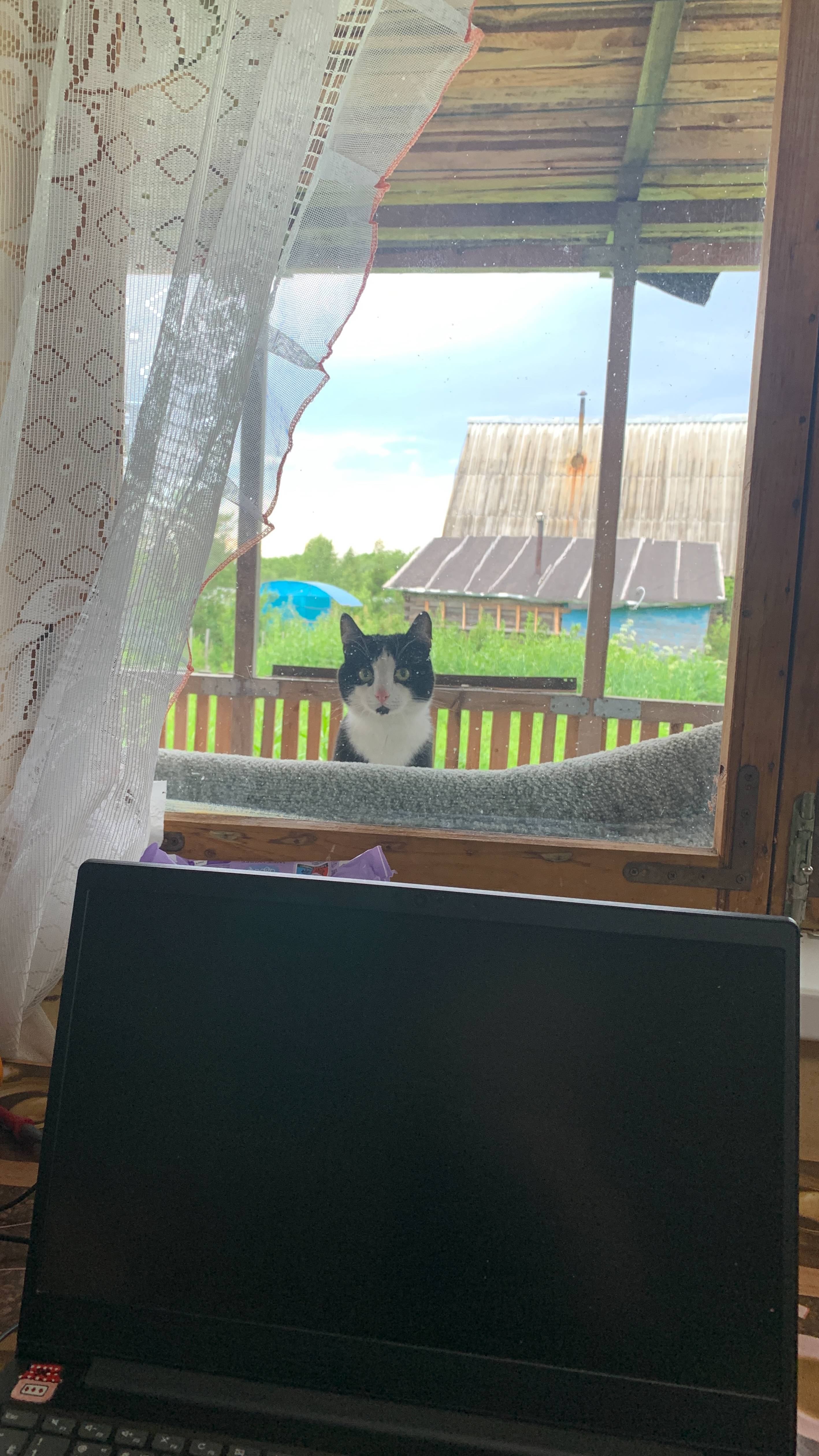 Поэт с точки зрения очень любопытного кота.