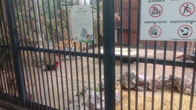 video_20250622_175006
