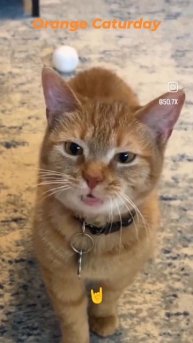Orange Cat