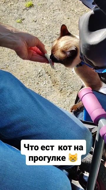 Что ест кот на прогулке 😸