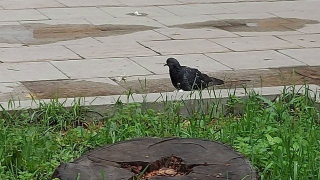 Голуби в городе.  (2)