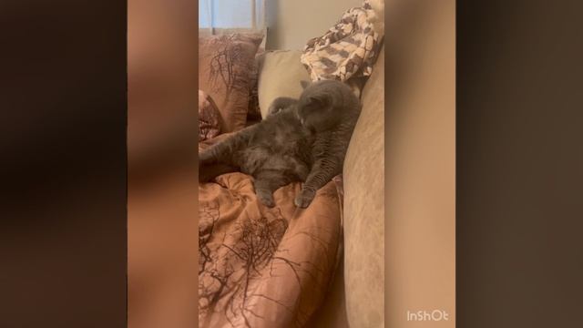 Кот моется