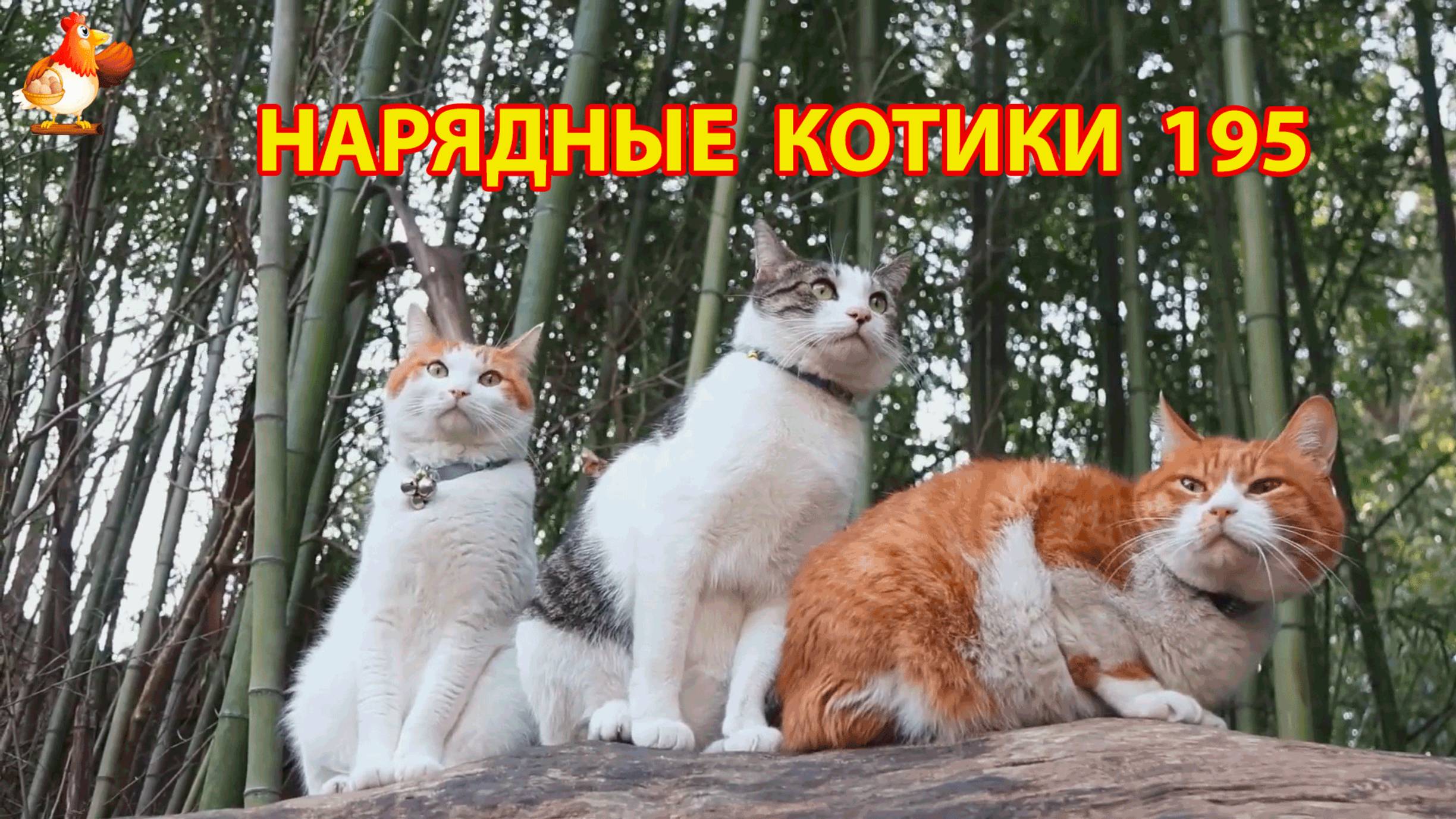 Нарядные Котики расслабляются на солнышке 🌞 🐈🐈🐈 (195)