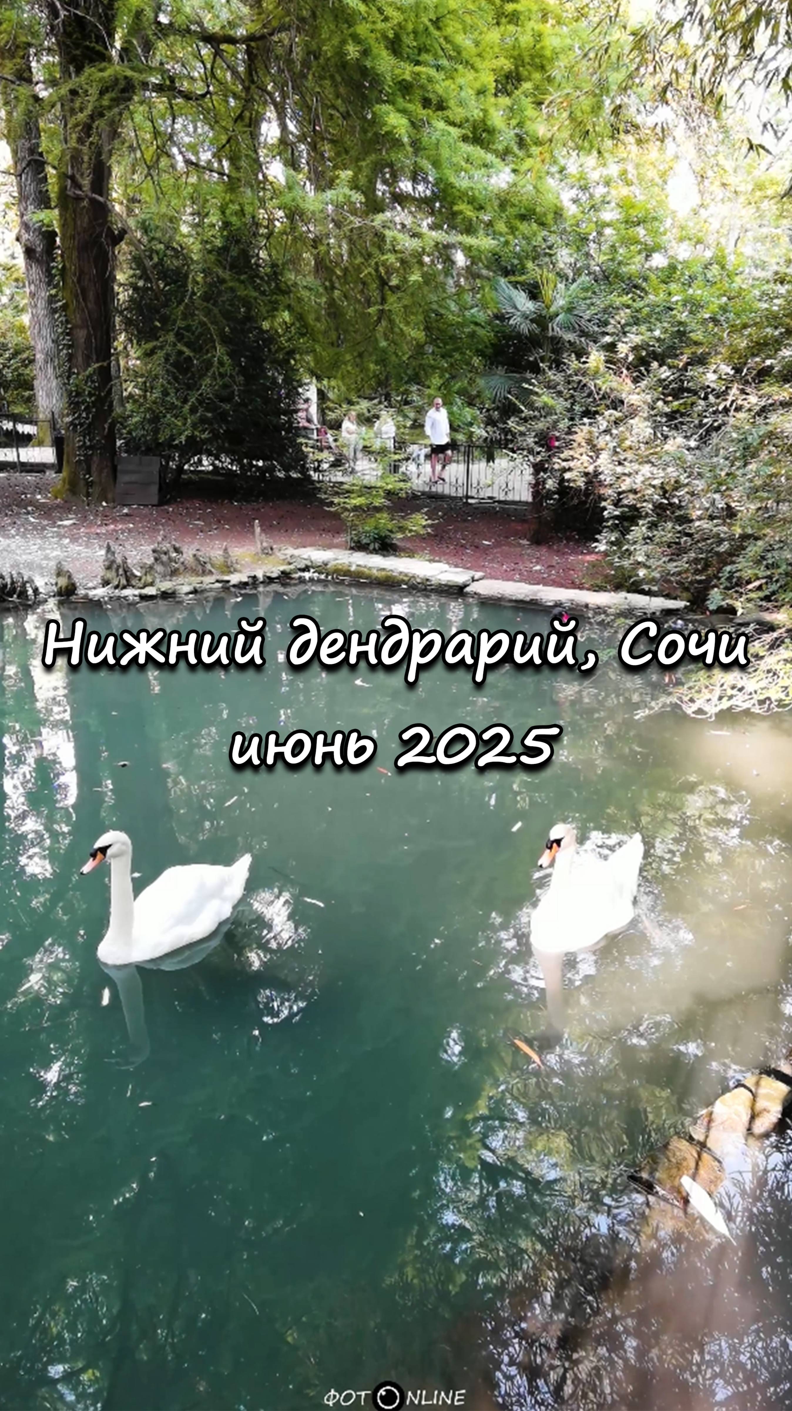 Нижний дендрарий, Сочи. Июнь 2025