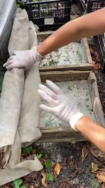 Опрыскивайте черенки тёплой водой при необходимости