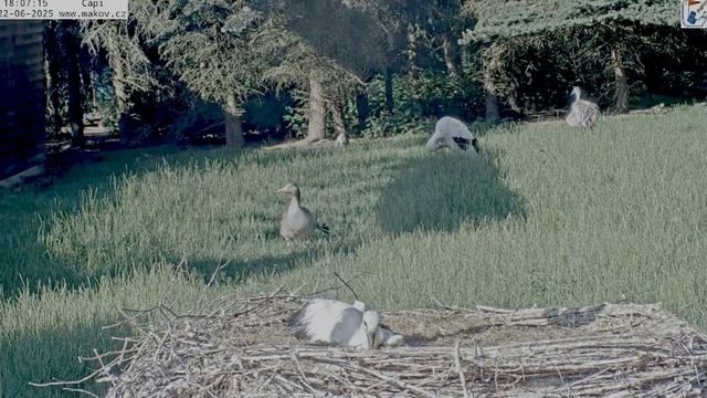 Настало время аистят кольцевать, в этот раз на спину электронику повесили