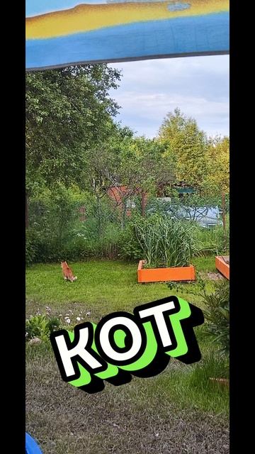 #лето#дача#шашлык#кот