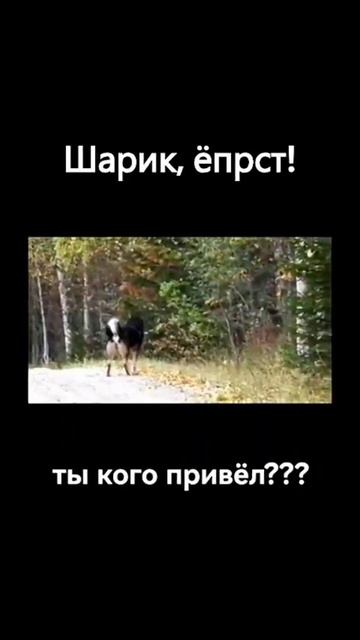 Шарик, ты кого привёл?