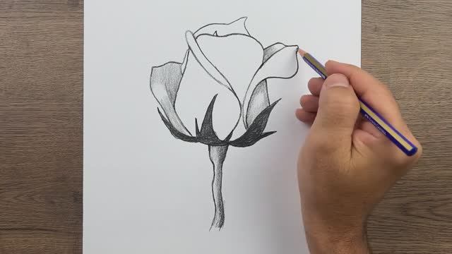 Как нарисовать легкую розу карандашом просто .