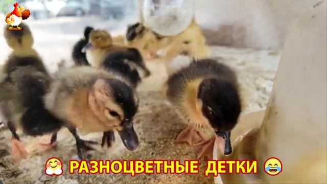 Цыплята и утята милые пушистики растут на радость хозяину (46)