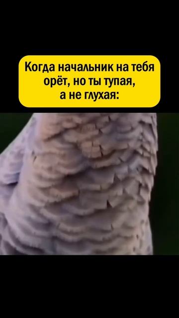 Мой начальник и я🤣