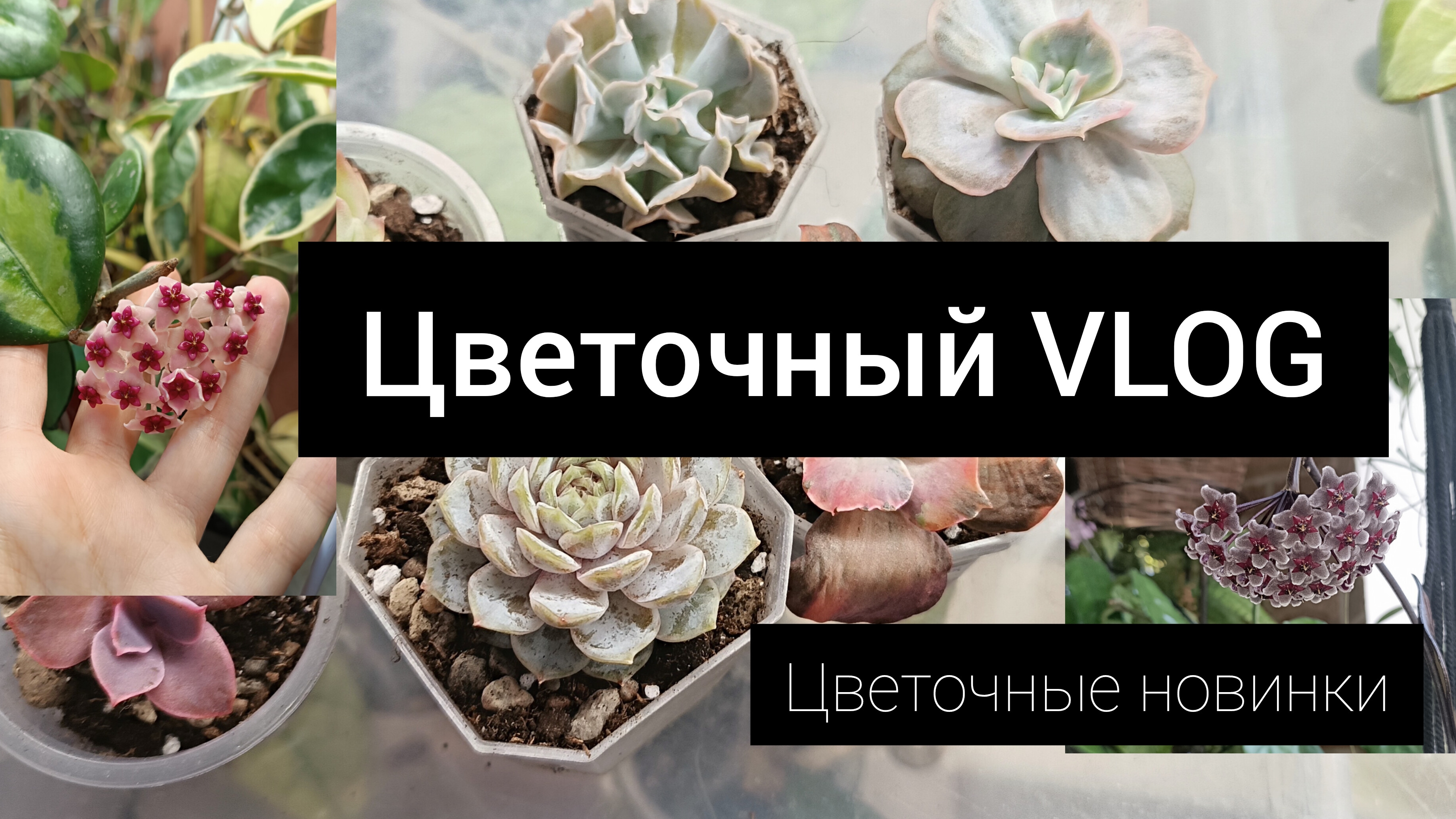 цветочный влог (цветочные новинки)