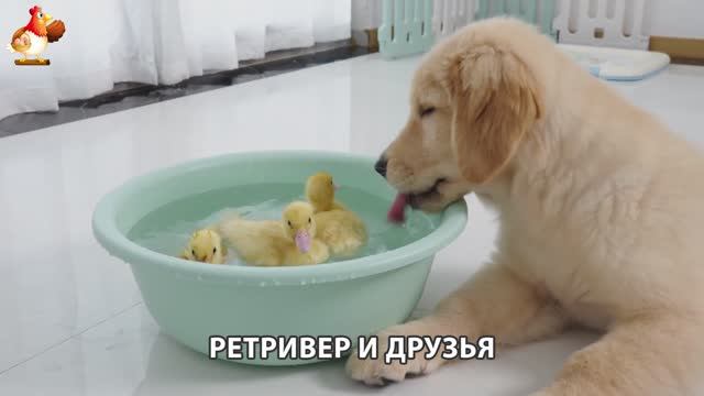 Золотистый ретривер и его друзья милые питомцы 🐕 выпуск (120)