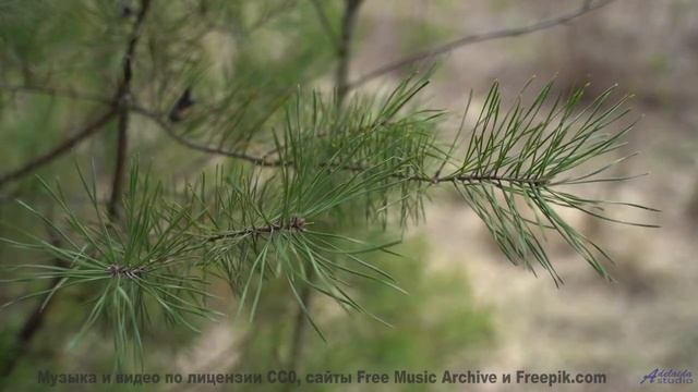 Что на самом деле происходит в этом лесу Это невероятно! - Full Circles -- Ketsa -- Growth