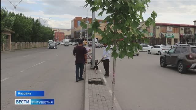 Улицы экс-столицы Ингушетии будут украшать клены, липы, рябины, тополя и черемуха