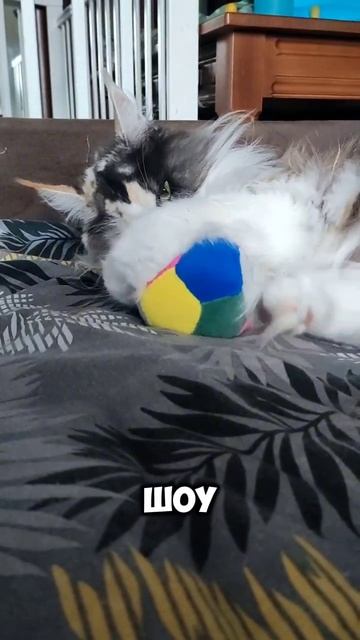 Влог кота Рони. Гаджеты #мейкун #котики #моякошка #мейнкун #видосыоткота #котофейка #веселыекоты