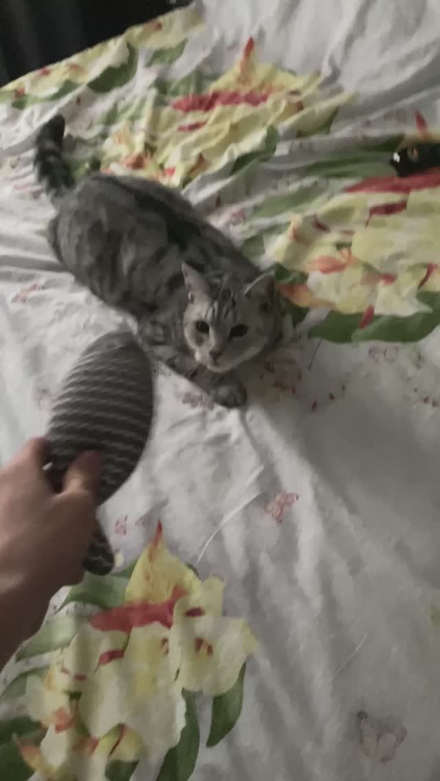 Кот охотник