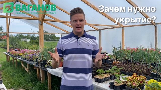 КАК И ЧЕМ УКРЫВАТЬ КЛУБНИКУ НА ЗИМУ