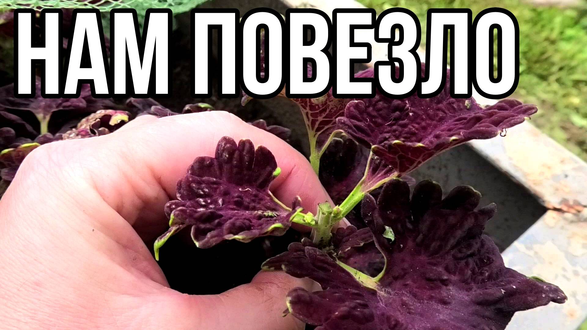 Мой огород градом не побит!!! 21 июня 2025 г.