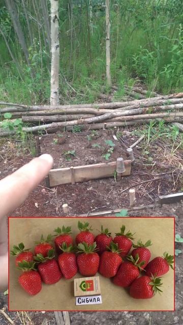 🍓 Экстренное включение с клубничной плантации!
