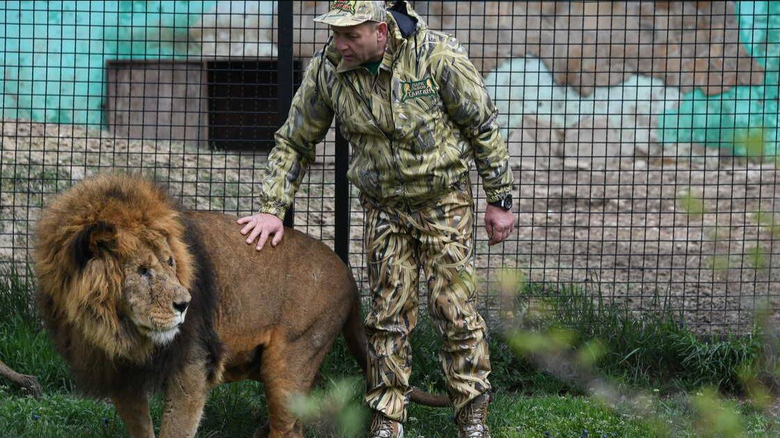 Зубкова прооперировали после нападения льва в "Тайгане"