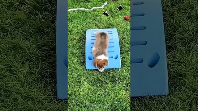 VID_20250623_144117_377.mp4