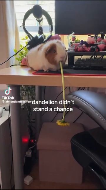 хомячок 🐹