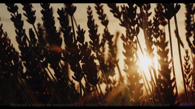 Пейзажи и ритмы пробуждают внутри скрытые силы - Bed of Weeds -- Derek Clegg -- Good Graces