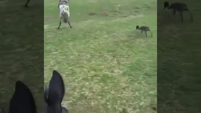 Нет зверя страшнее чем кошка.