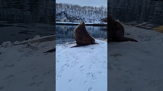 1000171133.mp4