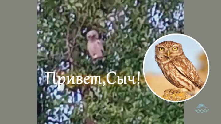 Семья сычей из деревни Сычёво #природа#михалычдачник