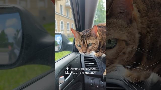 Невероятные приключения Маргошки в машине.mp4