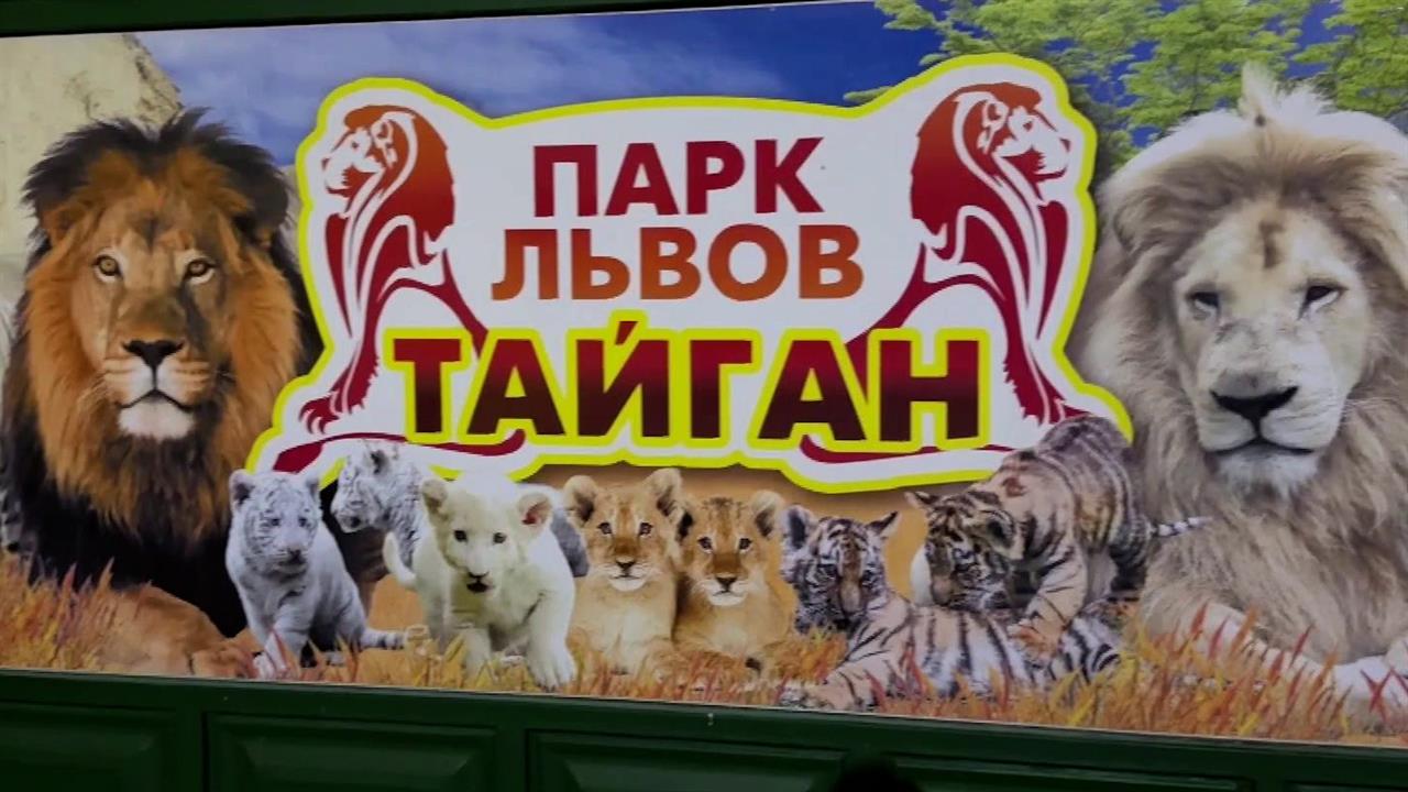 Директор парка "Тайган", на которого напал лев, внесен в базу "Миротворец"*