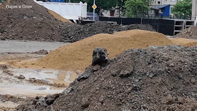 Гуляем с Лориком. Сразу после тренировки. Интересный комок грязи.