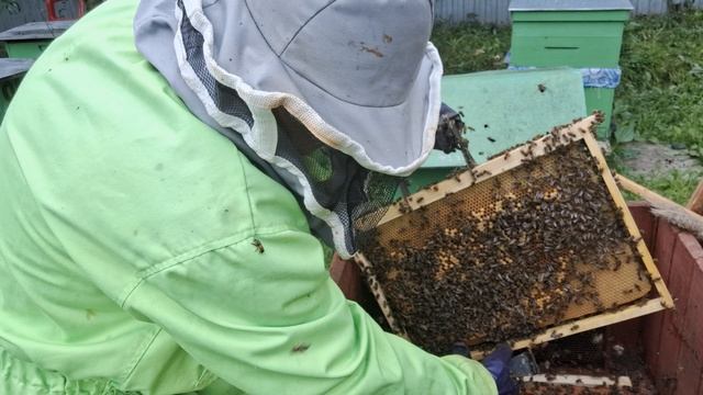 Сохранить силу семей к главному медосбору.