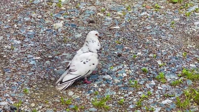 23-06-2025 голубиный кавалер 🕊️🕊️🕊️