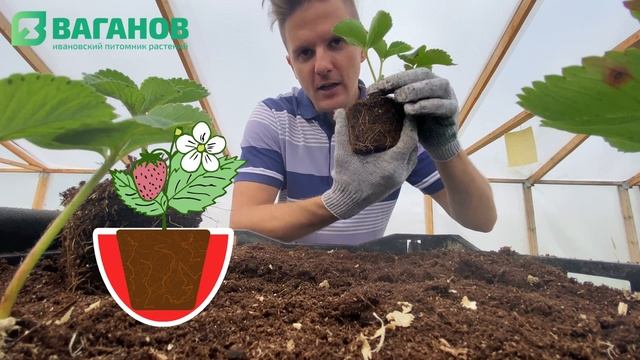 Как сажать клубнику  + ТОП 5 ошибок новичка