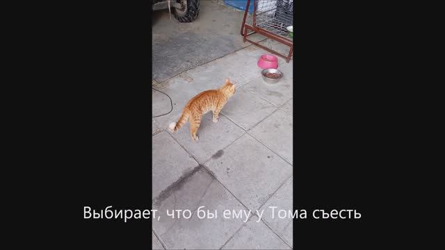 Кот. Фокс