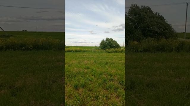 Басенджи Санечка мышкует в полях