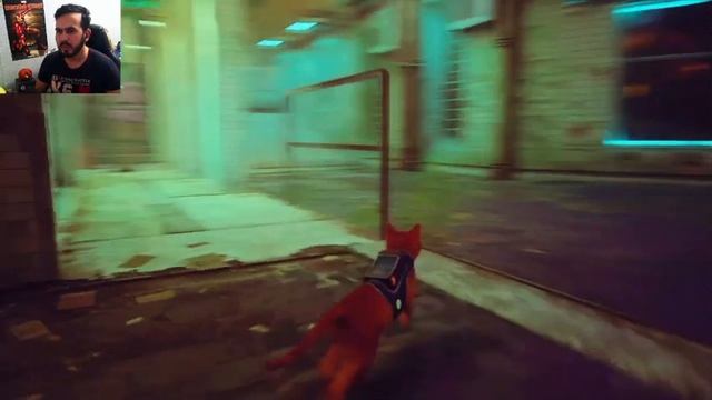 Еле спас друга от блох... Stray-13