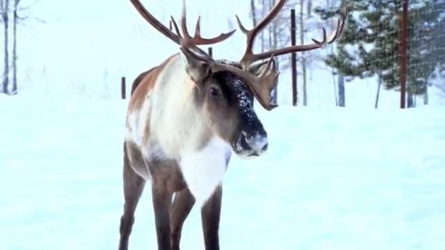 Небо, деревья и вечная мелодия безмятежности – Часть 13